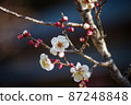 梅花和芽 87248848