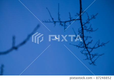 被樹枝包圍的新月 被樹枝包圍的新月 87248852