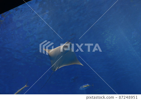 Aquarium 87248951