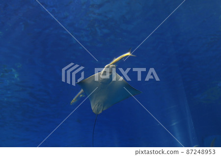 水族館 87248953