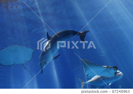 Aquarium Aquarium 87248963