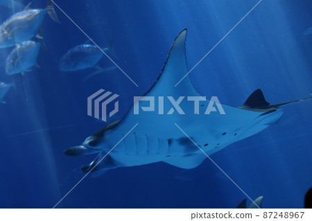 水族館 87248967