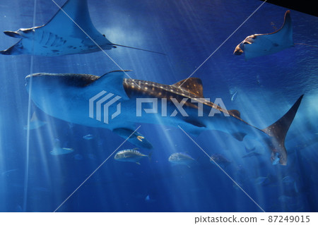 水族館 87249015