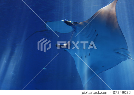 Aquarium Aquarium 87249023