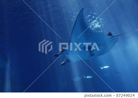 Aquarium Aquarium 87249024