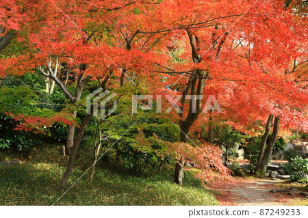 東本願寺 Wataruen 的秋葉景觀 東本願寺 Wataruen 的秋葉景觀 87249233