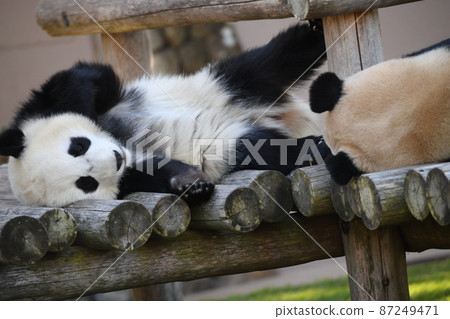 Parent-child panda dozing on the wooden deck Parent-child panda dozing on the wooden deck 87249471