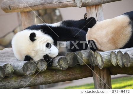 Parent-child panda dozing on the wooden deck 87249472