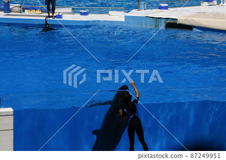 Dolphin show Dolphin show 87249951