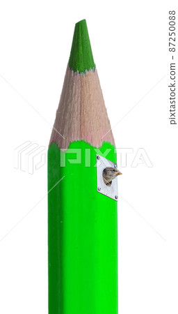 Sparrow bird in coloring pencil, waiting to get fed Sparrow bird in coloring pencil, waiting to get fed 87250088