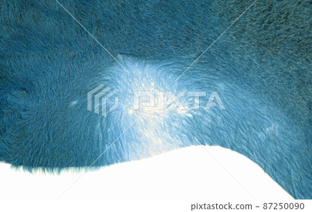Isolated picture of a part of a dyed cow skin on a white background 87250090