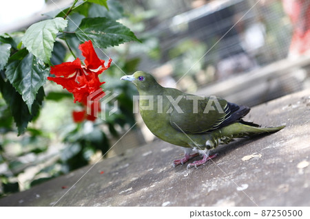 OKINAWA Fruit Paradise 87250500