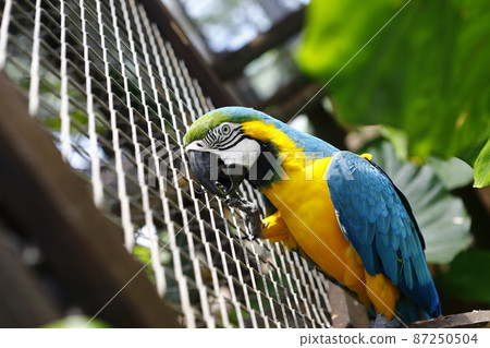 OKINAWA水果樂園 87250504