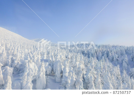 Rime on trees, hoarfrost, Zao Rime on trees, hoarfrost, Zao 87250737