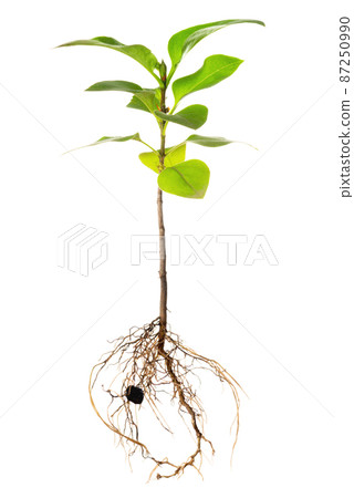seedling of lilac with exposed roots is isolated seedling of lilac with exposed roots is isolated 87250990
