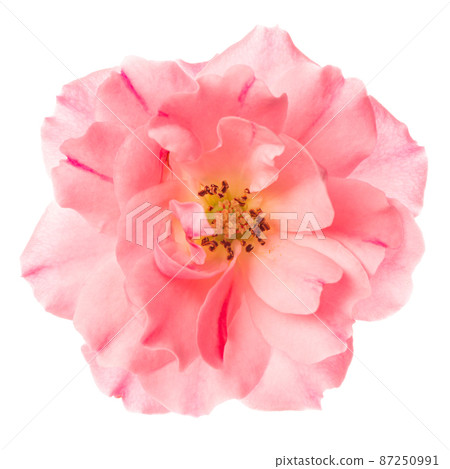 head of single romantic beautiful pink rose flower 87250991
