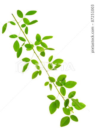 green twig of ivy is isolated on white background 87251003