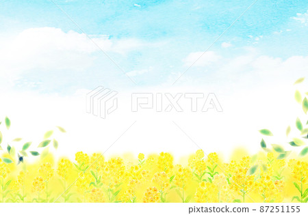 油菜田背景材料水彩插圖 87251155