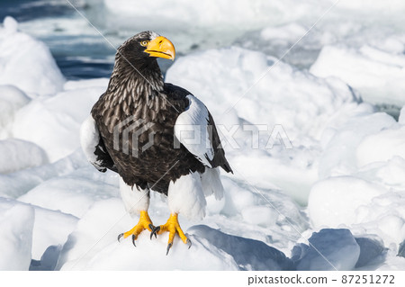 Rausu's Great Eagle 87251272