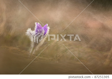 Nice little purple flower in the spring rain. Beautiful nature background for spring time on the meadow. Pasqueflower flower (Pulsatilla grandis) 87251305