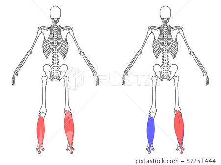 Human whole body skeleton and triceps surae Human whole body skeleton and triceps surae 87251444