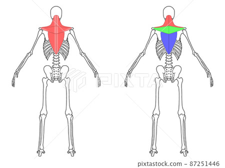 Human whole body skeleton and trapezius muscle 87251446