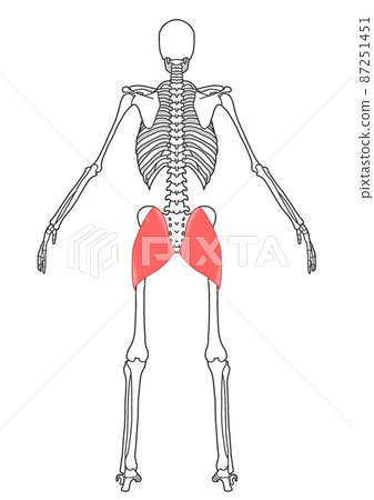 Human whole body skeleton and gluteus maximus 87251451