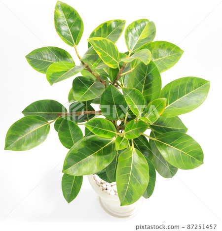 Ornamental plant, Ficus Wildemaniana leaves [white background] 87251457