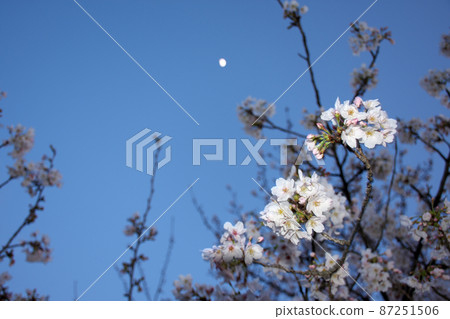 明亮的夜空和櫻花 明亮的夜空和櫻花 87251506