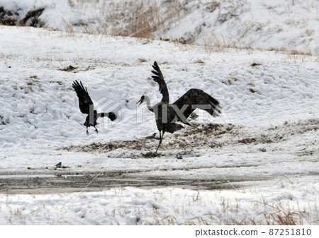 白雪皚皚的八代盆地的白鶴與烏鴉搏鬥(山口縣周南市) 白雪皚皚的八代盆地的白鶴與烏鴉搏鬥(山口縣周南市) 87251810