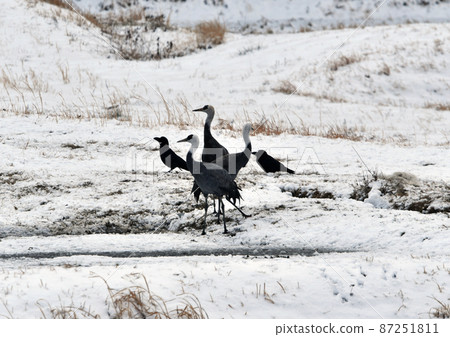 白雪皚皚的八代盆地中降落的白鶴 87251811