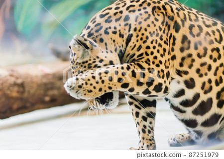 Leopard pantera padus kotiya in the rock Leopard pantera padus kotiya in the rock 87251979
