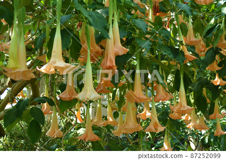 喇叭花 2 87252099