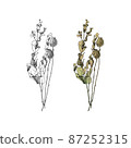 Cut illustration of dried flowers 87252315