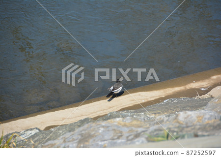 Kiyose City Yanasegawa Onagatori 87252597