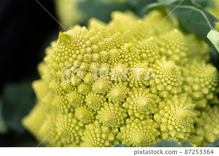 Mysteriously shaped vegetables Romanesco Mysteriously shaped vegetables Romanesco 87253364