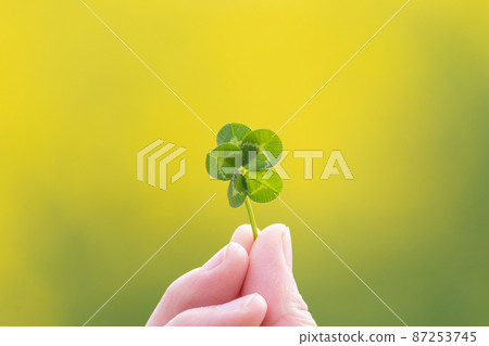 Five leaf clover Five leaf clover 87253745