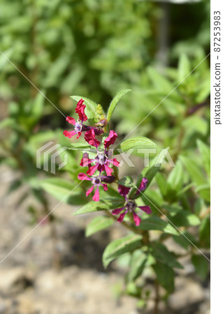 Mexican Heather Sriracha Rose 87253983