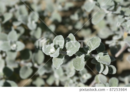 Liquorice plant 87253984