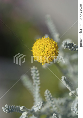 Cypress lavender cotton 87253986