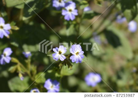 Bush violet Bush violet 87253987