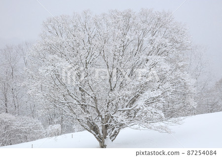 被雪包裹的大楓 被雪包裹的大楓 87254084
