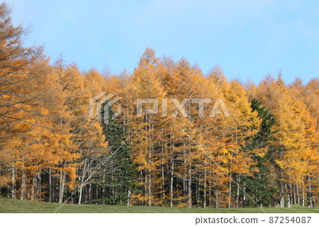A grove of autumnal coniferous trees A grove of autumnal coniferous trees 87254087