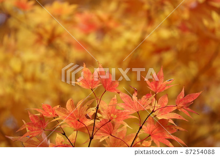 Colored maple leaves Colored maple leaves 87254088