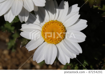 White flowers of Krisan Semamu North Pole blooming in the winter garden of Japan White flowers of Krisan Semamu North Pole blooming in the winter garden of Japan 87254291