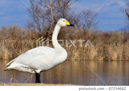 Swan walking near the lake Swan walking near the lake 87254682
