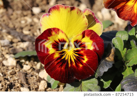 Pansy (three-colored violet) flowers blooming in the winter garden of Japan Pansy (three-colored violet) flowers blooming in the winter garden of Japan 87254715