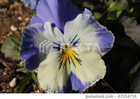 Pansy (three-colored violet) flowers blooming in the winter garden of Japan Pansy (three-colored violet) flowers blooming in the winter garden of Japan 87254716