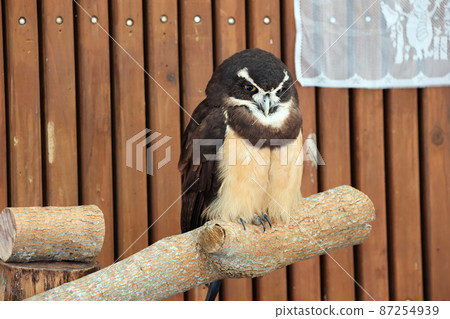 Spectacled owl Spectacled owl 87254939