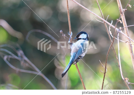 Wild bird tits 87255129